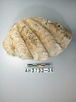 藏品(貝殼)的圖片